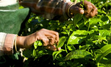 India Woman Harvesting Tea leaves