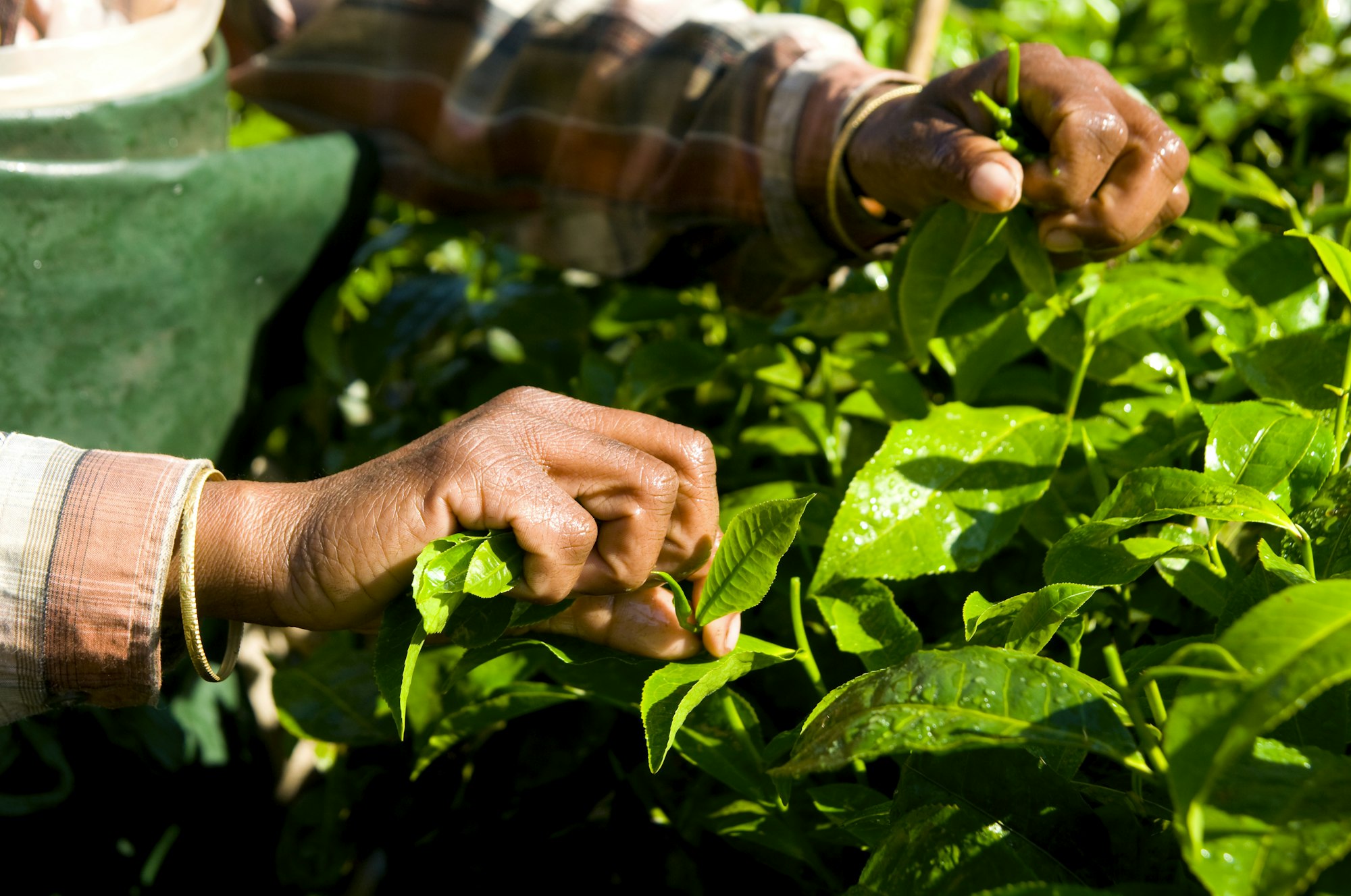 India Woman Harvesting Tea leaves