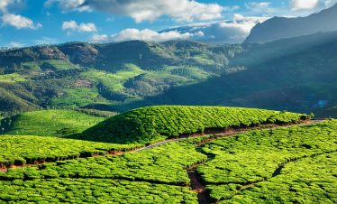 Tea plantations in Kerala, India